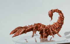 Scorpion-0078.JPG