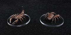 Stygie  - Scorpions (gros plan)